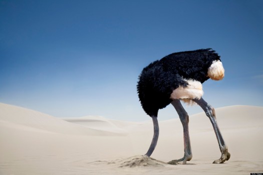 ostrich-in-sand
